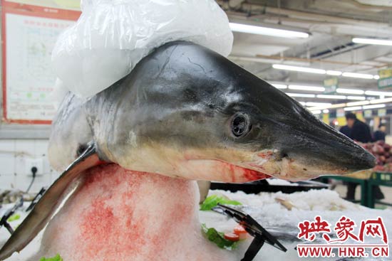 這條鯊魚長約1.5米，寬約0.5米，上身被碎冰覆蓋，保存較完整。