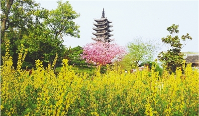 綠博園盛開的鮮花“期待”和市民“約會”。