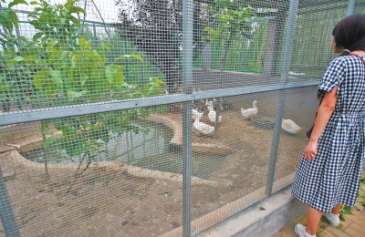 救助鳥類的大籠子里沒有鳥類，鴨子和鵝占了“鵲巢