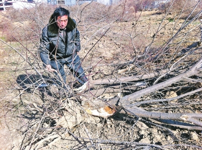 問周邊的人，都說白天沒見有人推樹，可能是夜里被鏟車推的
