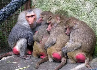 強(qiáng)冷空氣+雨 鄭州終于要下雪了！最低氣溫-6℃！