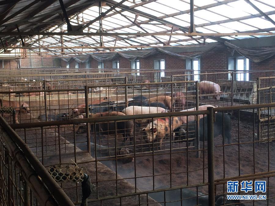穗豐園里的豬舍（2013年12月8日攝）。新華社記者 程子龍 攝