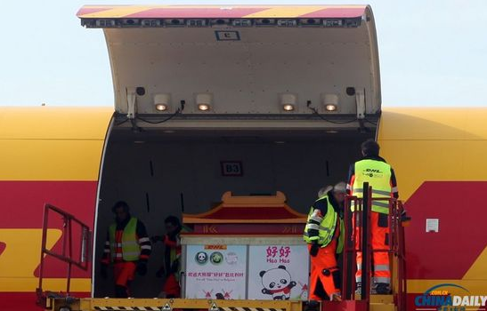 大熊貓“好好”抵達(dá)布魯薩爾國(guó)際機(jī)場(chǎng)。記者 付敬 攝