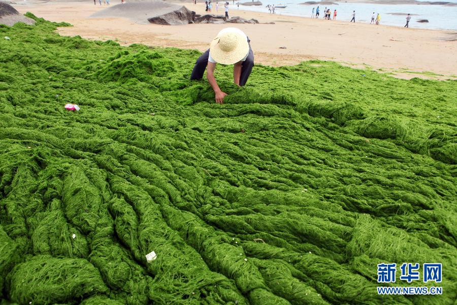 6月10日，山東日照市萬(wàn)平口景區(qū)管理部門組織工作人員在清理海灘上的滸苔。