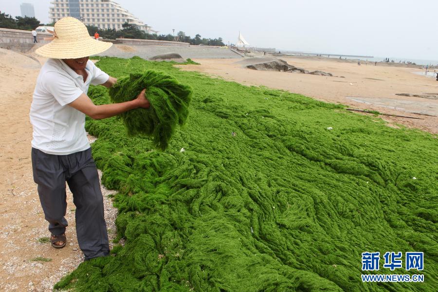 6月10日，山東日照市萬(wàn)平口景區(qū)管理部門組織工作人員在清理海灘上的滸苔。