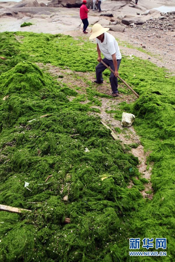 6月10日，山東日照市萬(wàn)平口景區(qū)管理部門組織工作人員在清理海灘上的滸苔。