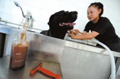 天熱時(shí),搜油犬會(huì)天天洗澡。