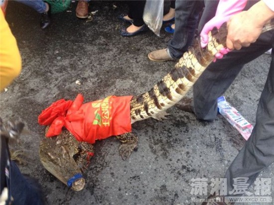 車上的鱷魚爬上路面。記者 向帥