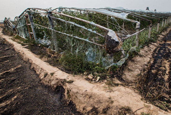 內(nèi)黃縣梁莊鎮(zhèn)南前桐村被燒壞的蔬菜大棚。