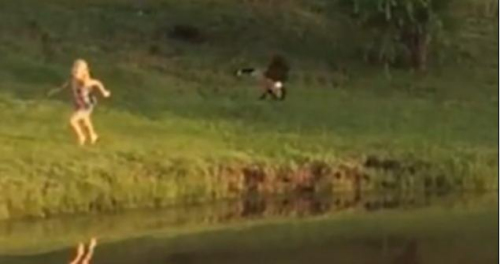 圖二：小女孩遭鵝襲擊向父親求救，但他不但沒有伸出援手，反而狂笑不止。