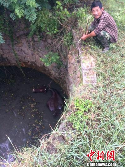 圖為大水牛掉進(jìn)13米深坑，民警消防灌水施救。