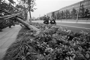 臺(tái)風(fēng)吹倒7000多株行道樹(shù) 寧波市民質(zhì)疑園林局