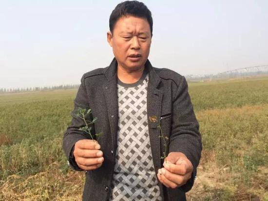2015年10月20日，河北威縣趙村鄉(xiāng)前寺莊村村民告訴記者，由于地下水下降，缺水，苜蓿長不高，并且會干枯。 新華社記者郭雅茹 攝