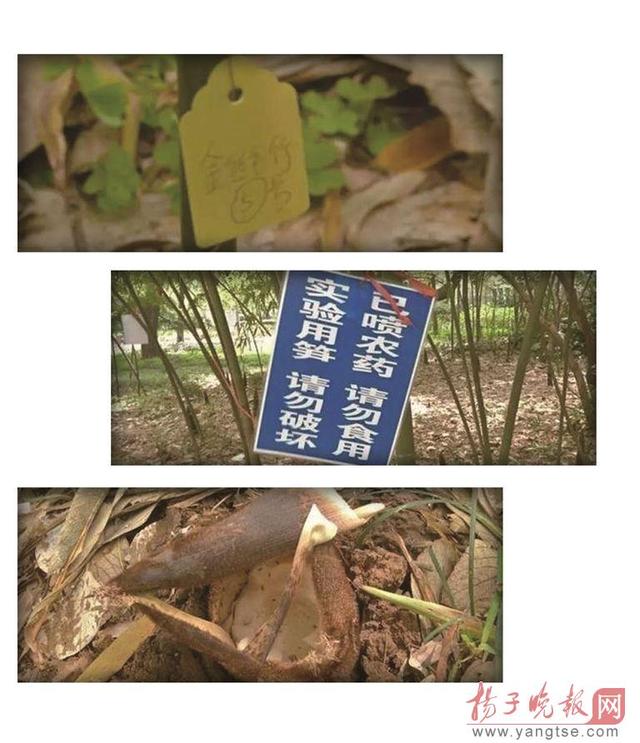 南京一高校竹筍實(shí)驗(yàn)多年未完 因竹筍年年被偷挖