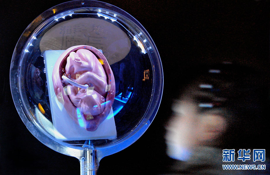 一名小學(xué)生在鄭州科技館內(nèi)參觀介紹遺傳、生育等知識(shí)的“奇幻生命之旅”展覽（2007年2月18日攝）。