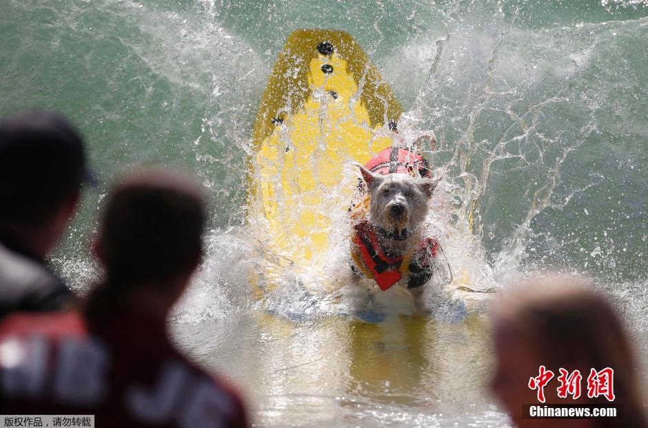 美國狗狗沖浪大賽 汪星人乘風(fēng)破浪帥氣十足