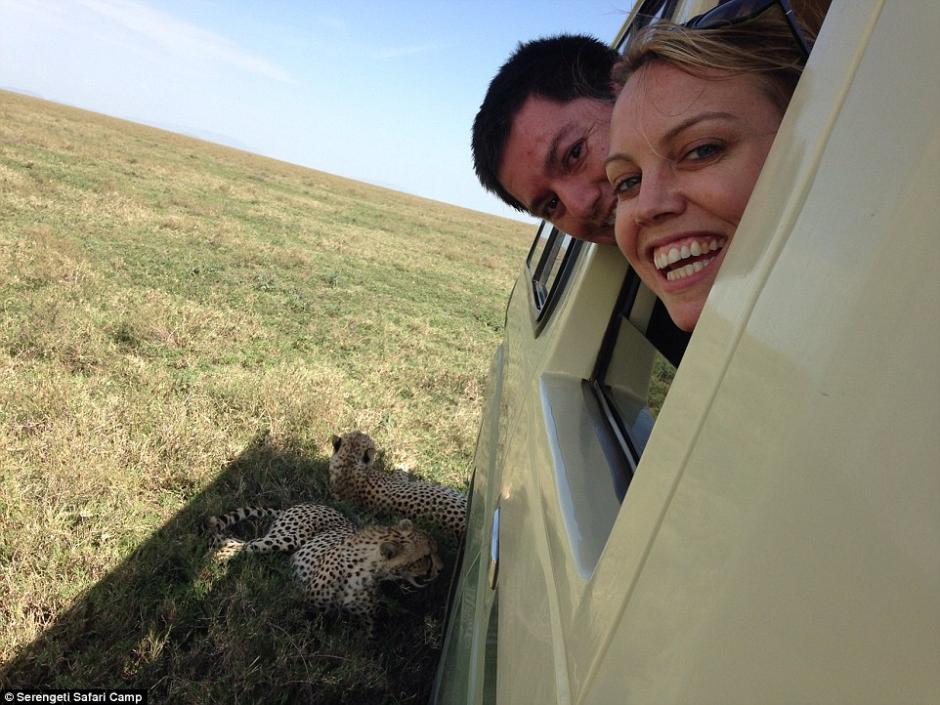 四目相對驚心動(dòng)魄 獵豹車頂天窗伸頭凝視旅客