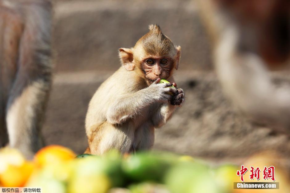 泰國(guó)慶祝猴子自助餐節(jié) 2噸美食犒賞饞嘴猴