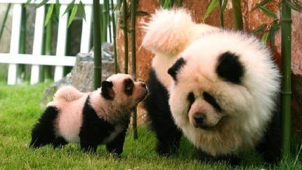 意大利馬戲團(tuán)將松獅犬染成熊貓賺錢(qián)