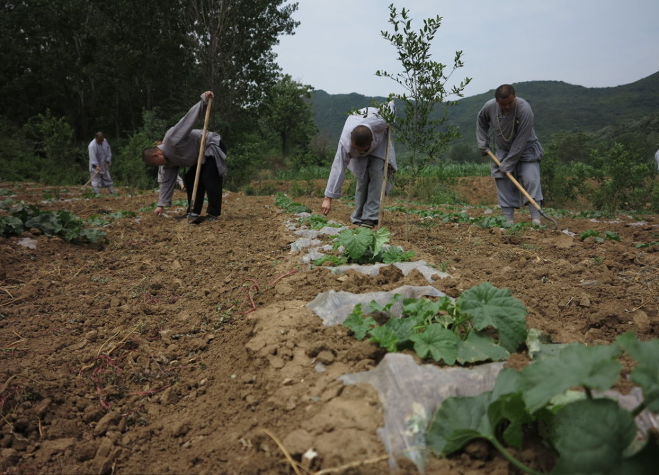 少林寺耕種的120多畝小麥?zhǔn)炝?，武僧們走進田間，收獲黃燦燦的果實。