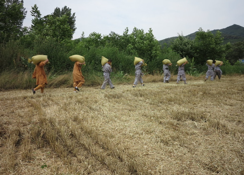 武僧在田間肩扛糧食。
