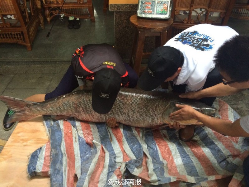 圖為父子倆翻動(dòng)大魚。