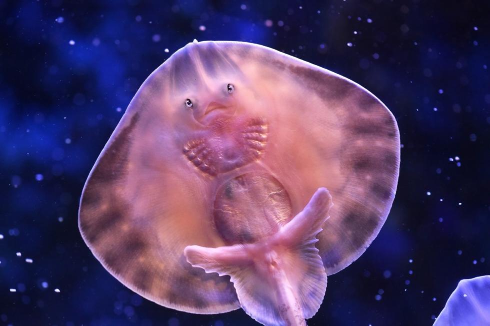 它頭上長得像眼睛的東西其實(shí)是它腹部的腮。