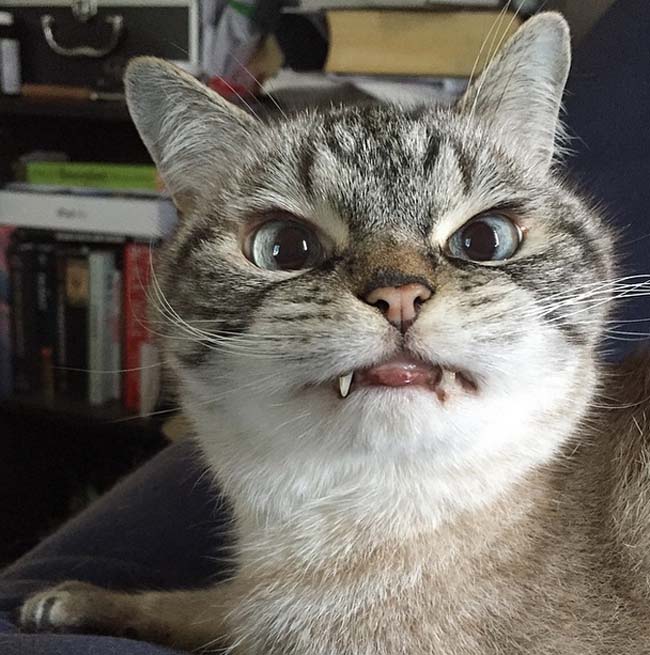 長著一對(duì)吸血鬼獠牙般虎牙的Loki