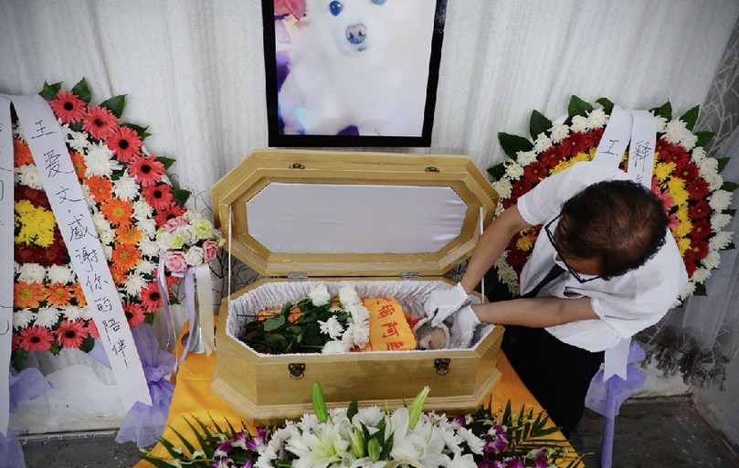 一名工作人員給狗狗整理儀容。