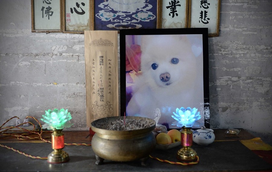 寵物狗的遺像被擺放在寺廟中。