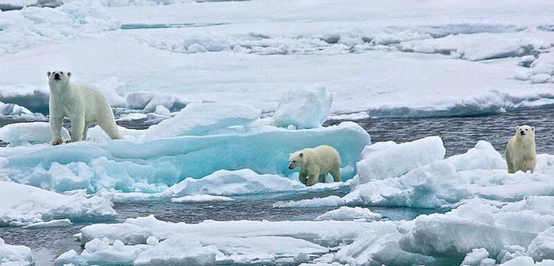 北極熊寶寶起來后看見有攝像機(jī)，便好奇地盯住娜塔西亞手中的機(jī)器。