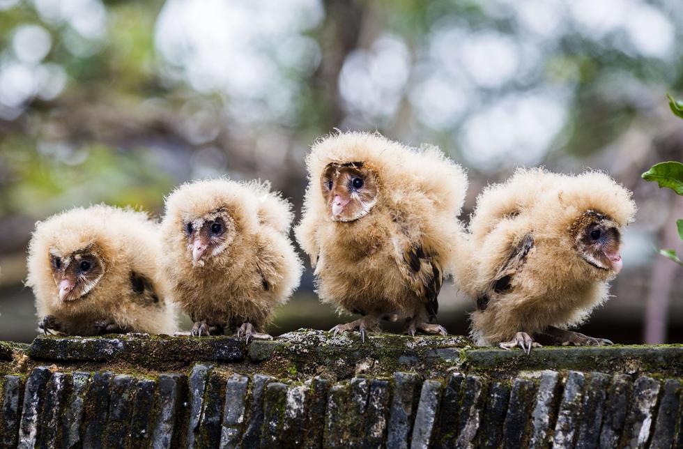 日前，九江市都昌縣蔡嶺鎮(zhèn)的曹女士上山采茶籽時(shí)，撿到5只可愛的雛鳥。經(jīng)野保工作人員鑒定，這5只雛鳥為國家二級野生保護(hù)動(dòng)物猴面鷹，目前已被送往鳥類保護(hù)組織進(jìn)行救護(hù)。