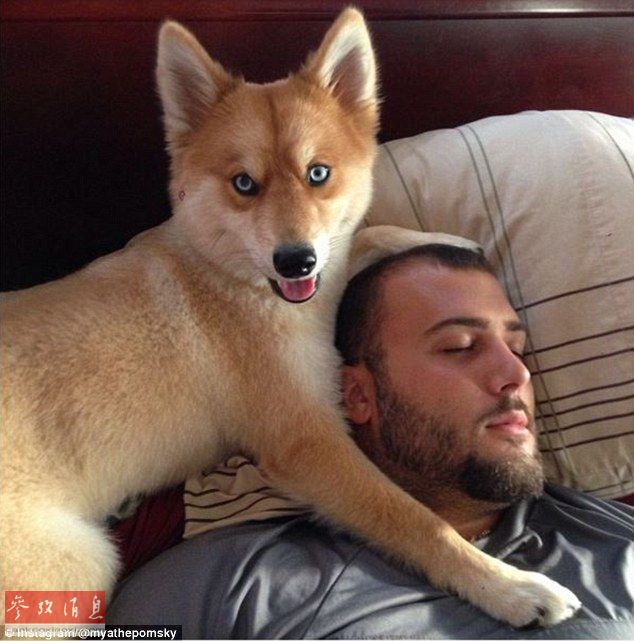 狐貍還是狗？藍(lán)眼睛萌寵走紅網(wǎng)絡(luò)