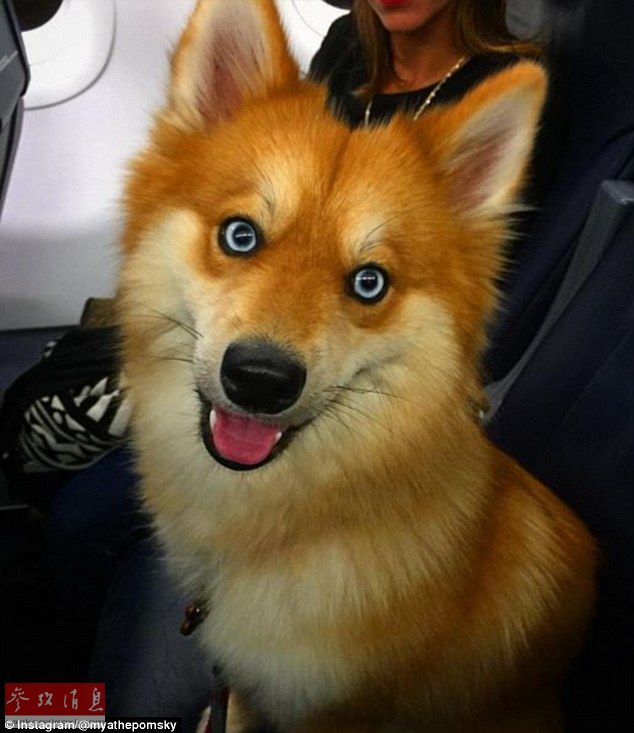 狐貍還是狗？藍(lán)眼睛萌寵走紅網(wǎng)絡(luò)