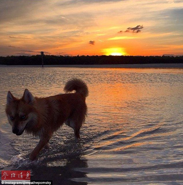 狐貍還是狗？藍(lán)眼睛萌寵走紅網(wǎng)絡(luò)