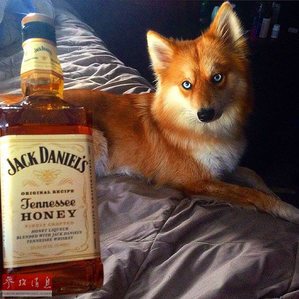 狐貍還是狗？藍(lán)眼睛萌寵走紅網(wǎng)絡(luò)