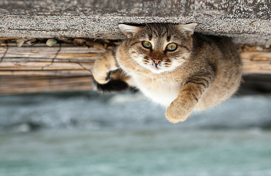 它們都是表情帝！一組不可思議的動物肖像