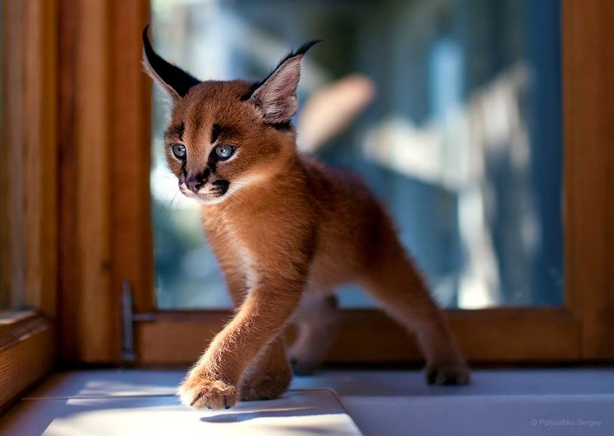 它們都是表情帝！一組不可思議的動物肖像