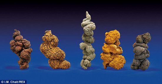 古時海龜五份糞便樣本也將拍賣。