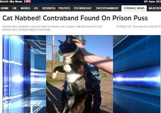 資料圖：2013年，俄羅斯獄警也曾抓獲身負手機和充電寶的貓，它本想混進俄羅斯科密地區(qū)一座監(jiān)獄