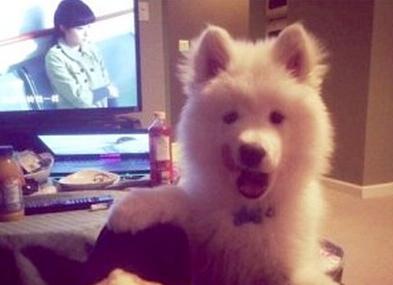 已經(jīng)被他人領(lǐng)養(yǎng)的Bosco。（加拿大《世界日?qǐng)?bào)》援引CBC）