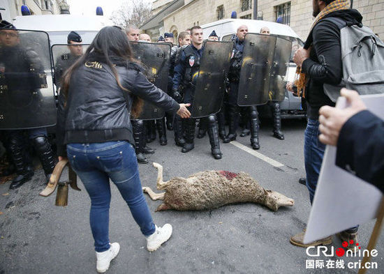 　　當(dāng)?shù)貢r(shí)間2014年11月27日，法國巴黎，法國農(nóng)民帶綿羊在埃菲爾鐵塔附近抗議，要求環(huán)保部門采取有效措施解決狼群襲擊羊群問題?！D片來源：TRICK KOVARIK/CFP