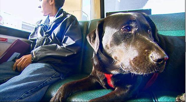 伊柯麗斯(Eclipse)搭乘公車。