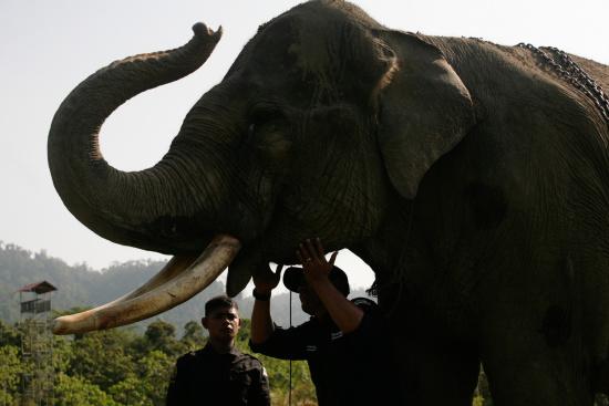 圖為大象巡邏隊里的大象。來源：法新社。