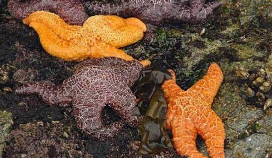 近2年來(lái)，估計(jì)有百萬(wàn)只海星自殺（臺(tái)灣中時(shí)電子報(bào)）