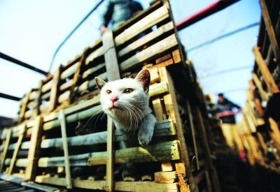 貨車上被販運的貓。 記者陳亮 攝