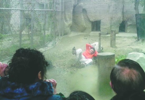 昨日，成都動物園，男子進(jìn)入白虎活動區(qū)后被白虎拖行。動物園出動50多人成功營救下他