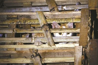 浙江動(dòng)保人士高速攔車(chē)救貓 假稱(chēng)出車(chē)禍叫來(lái)民警