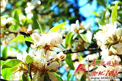 261歲古樹棠梨“搬家” 業(yè)內(nèi)人士表示擔憂(圖)