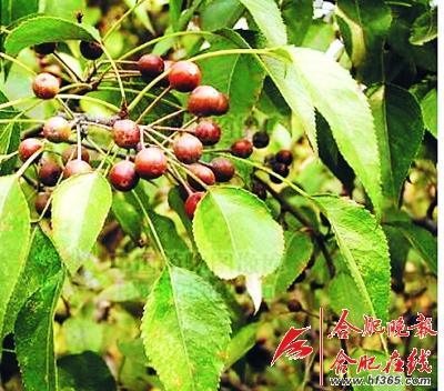 261歲古樹棠梨“搬家” 業(yè)內(nèi)人士表示擔憂(圖)